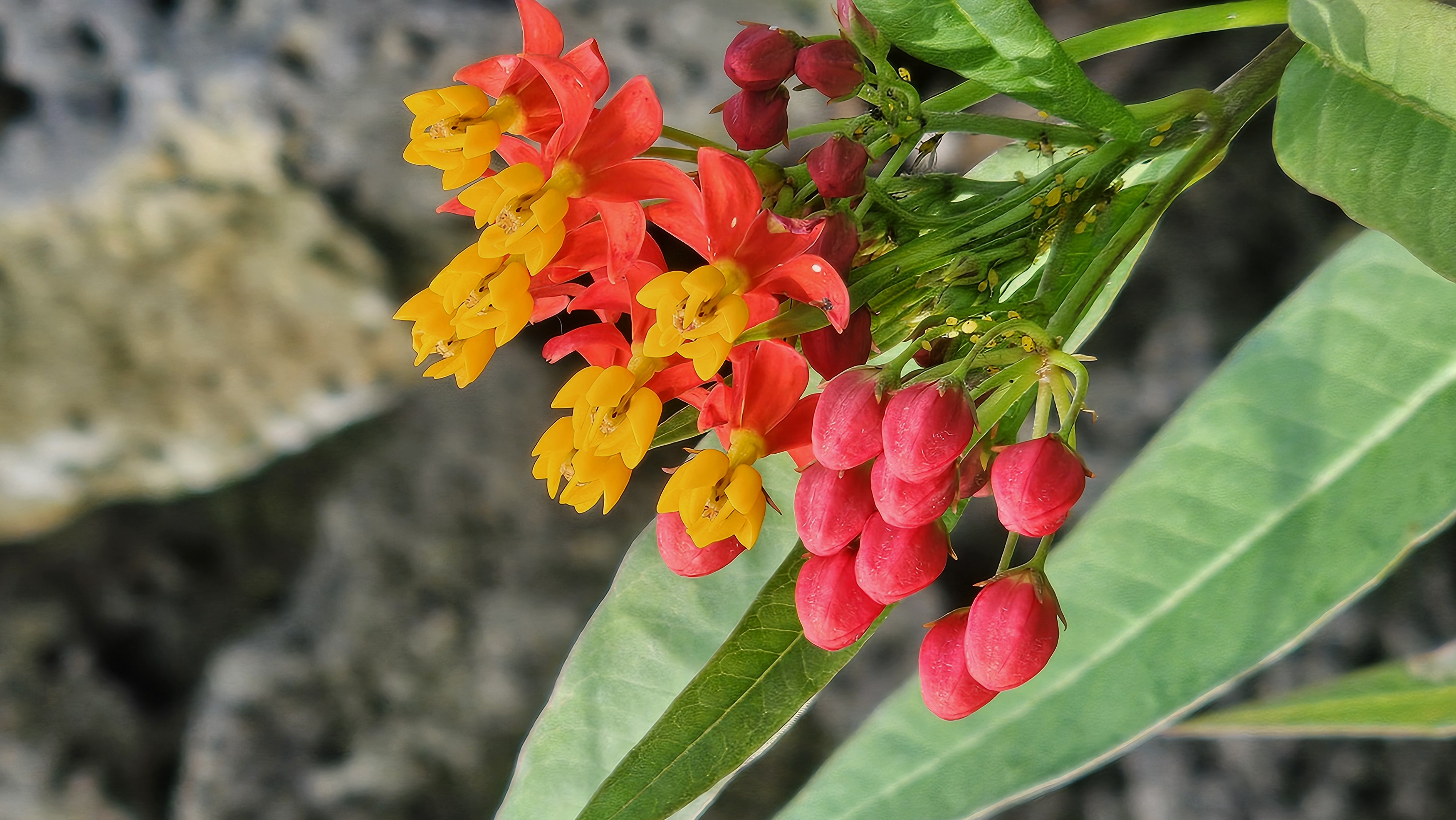 Primer Lugar Flora