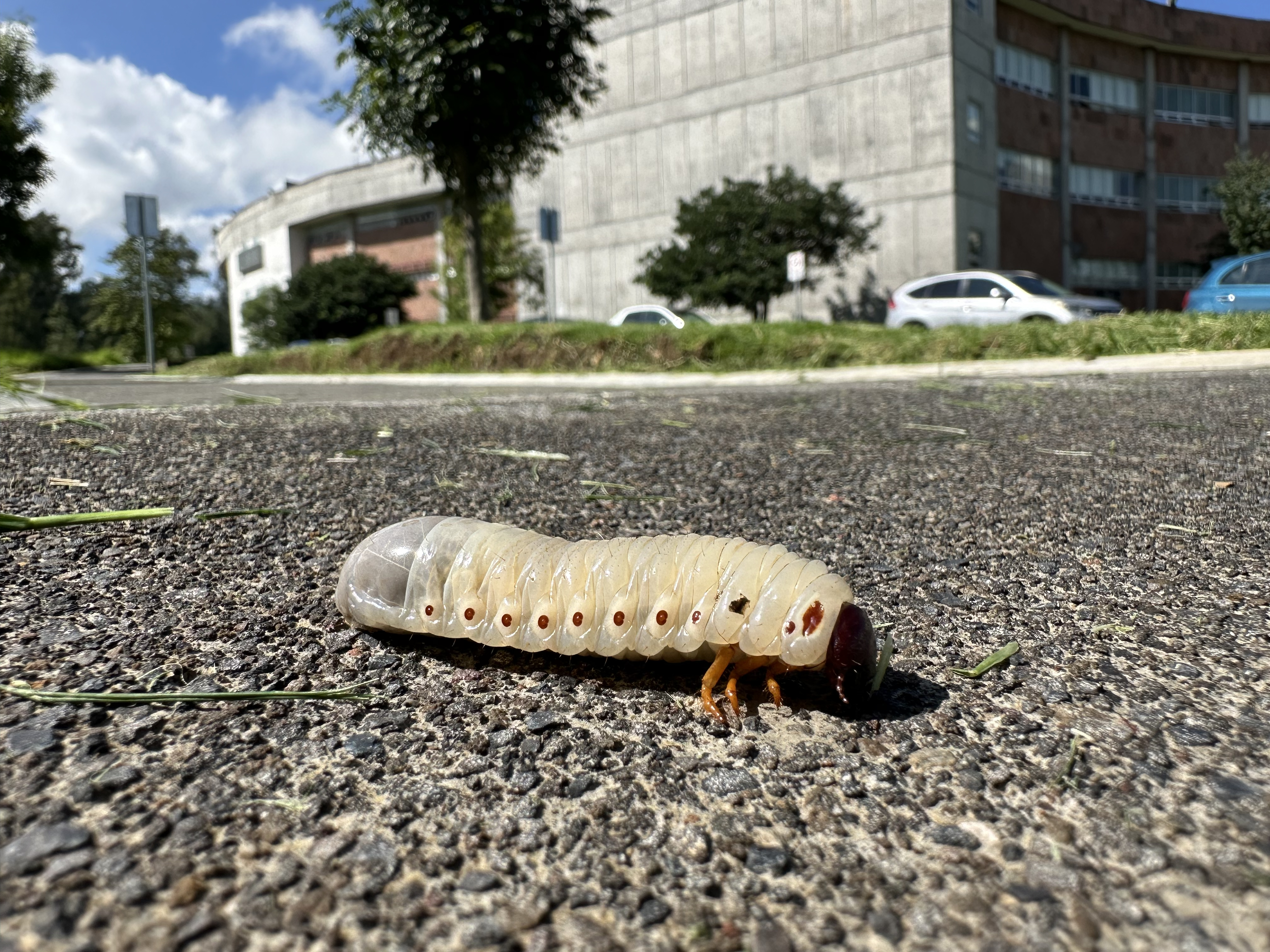 Segundo Lugar Fauna