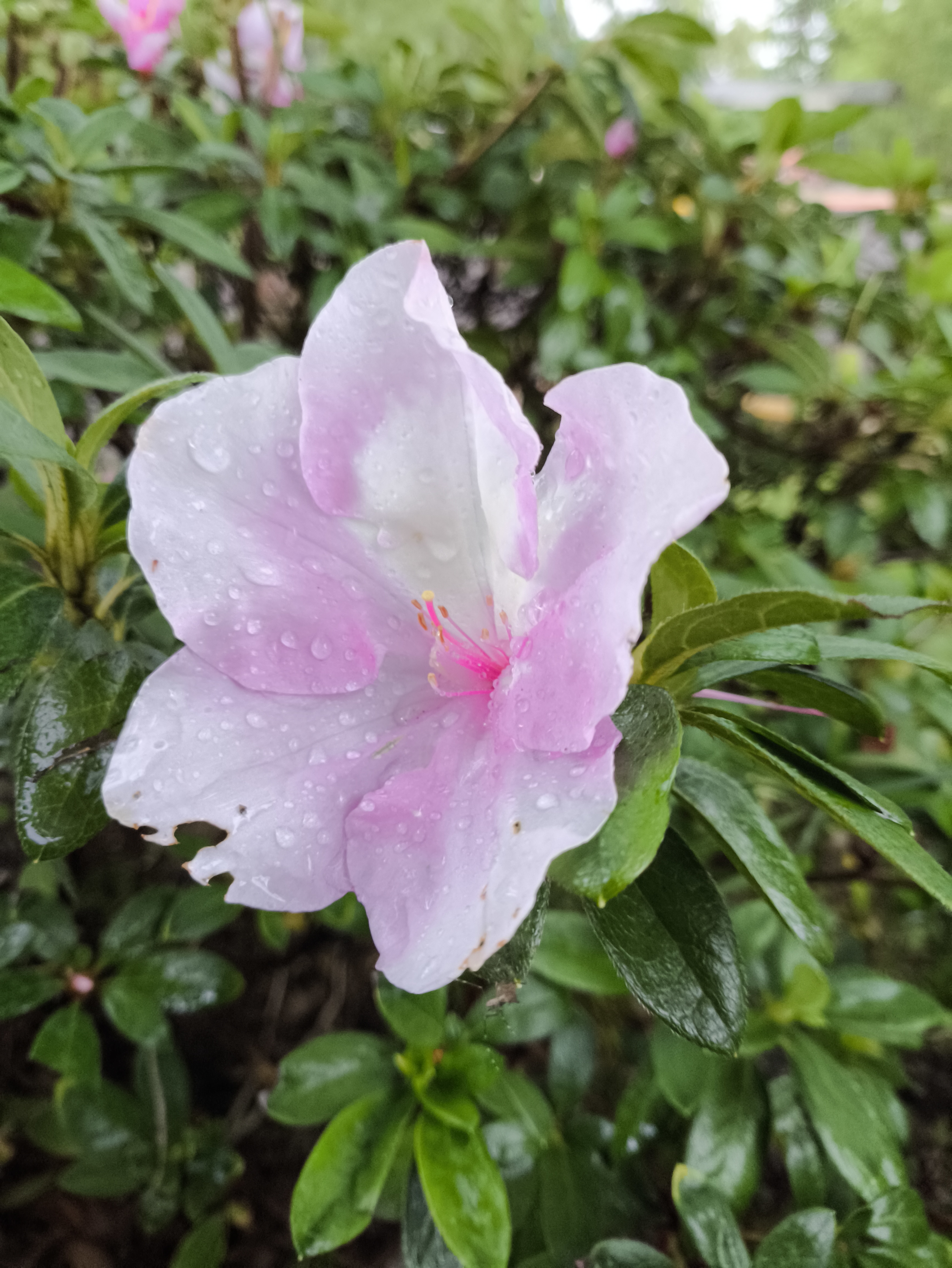 Segundo Lugar Flora
